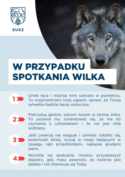 Bliskie spotkanie z wilkiem - instrukcja postępowania