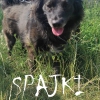 Spajki